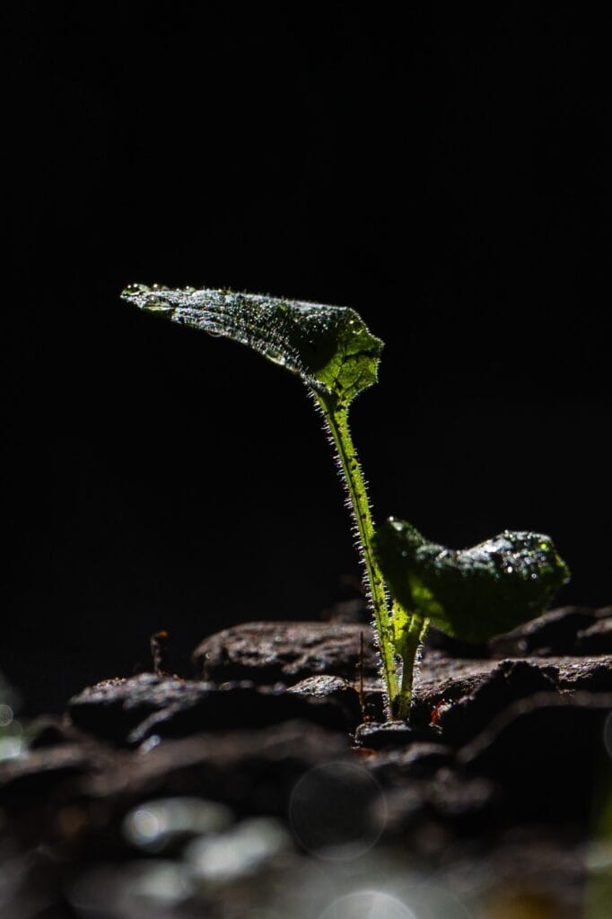 Eine detaillierte Nahaufnahme einer Pflanze, die die Schönheit der Natur und die feinen Details der Blätter und Blüten zeigt.