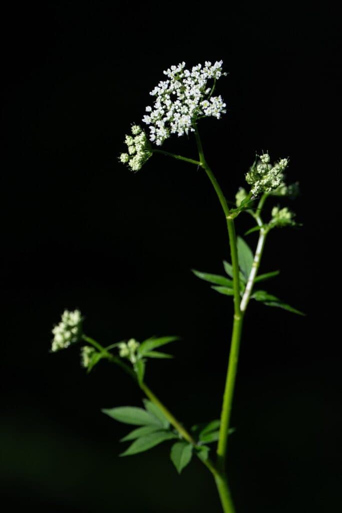 Eine detaillierte Nahaufnahme einer Pflanze, die die Schönheit der Natur und die feinen Details der Blätter und Blüten zeigt.